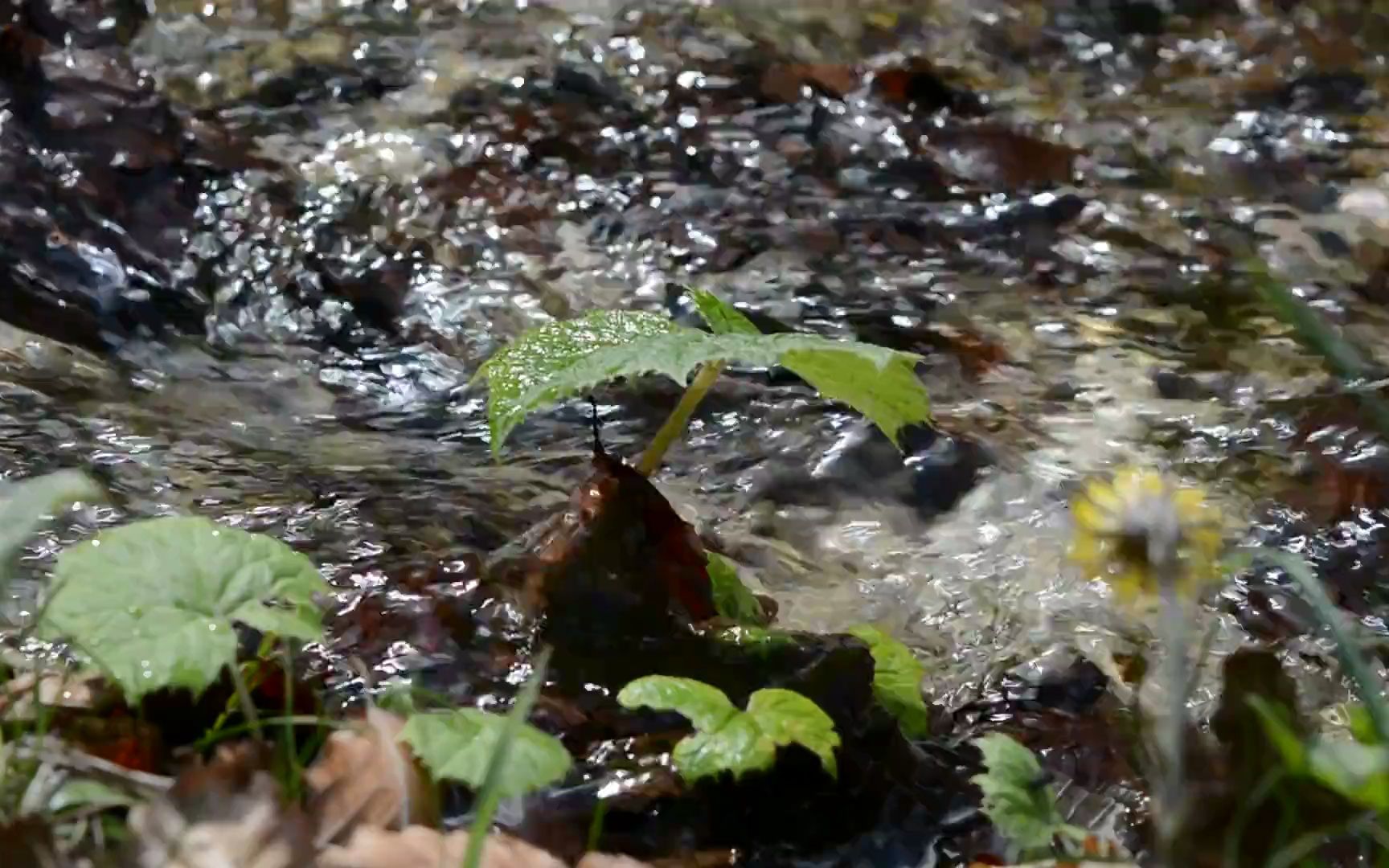 【空镜头】河水流水溪流小草 素材分享哔哩哔哩bilibili