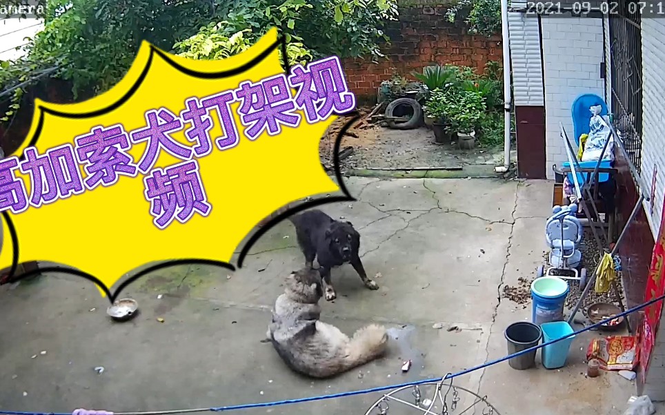 你们看看高加索犬打架视频/高加索犬养起来危险吗/家庭养高加索犬可怕吗/纯种高加索犬图片哔哩哔哩bilibili