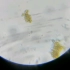 【显微镜】看酵母菌