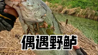 大腿拍青了