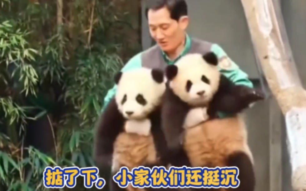 宋爷爷收猫左手一个睿宝右手一个辉宝