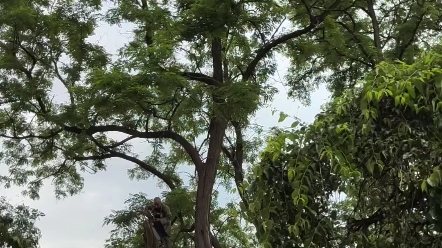 [图]几棵老槐树的生前影像