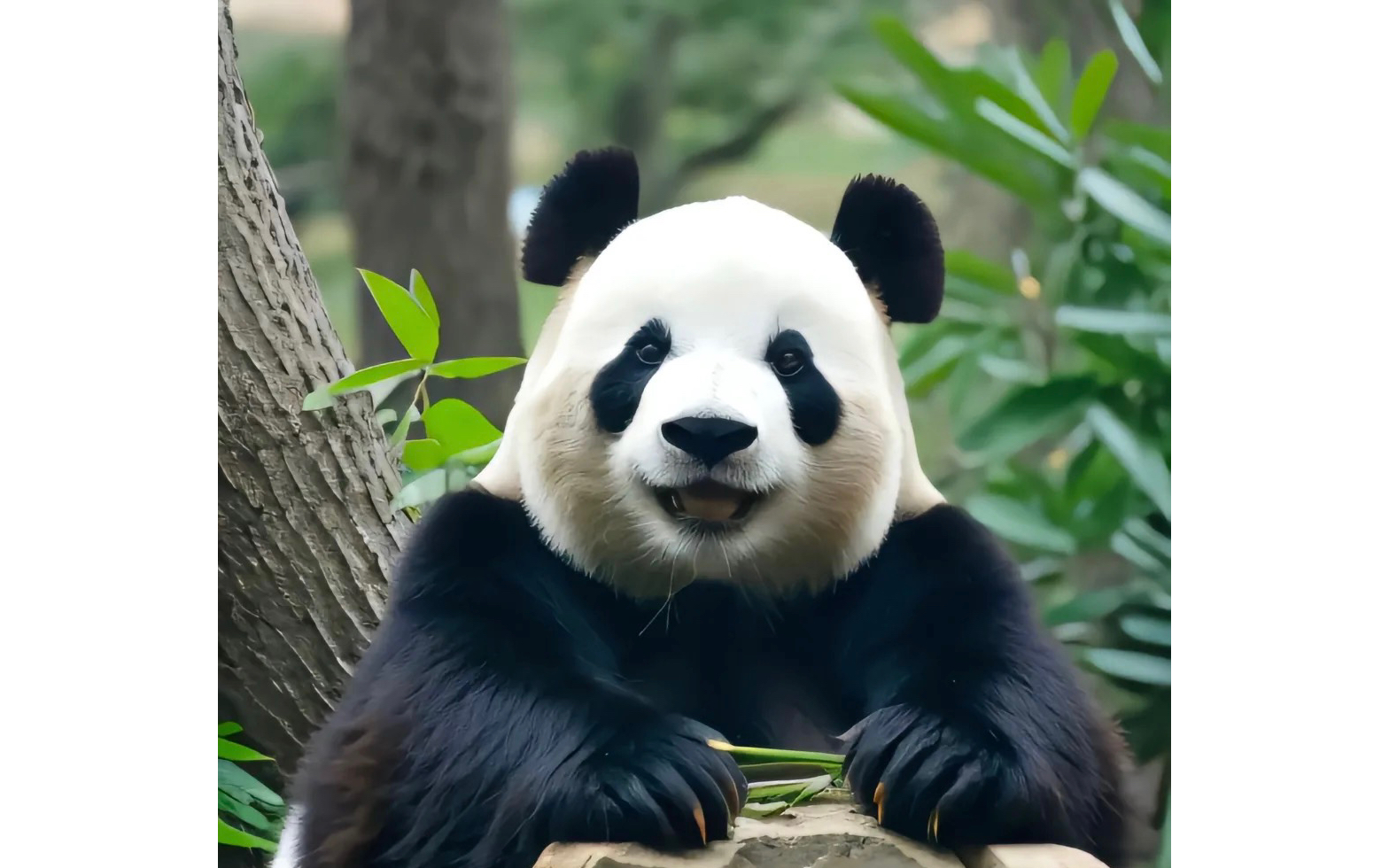 大熊猫萌妹飞云