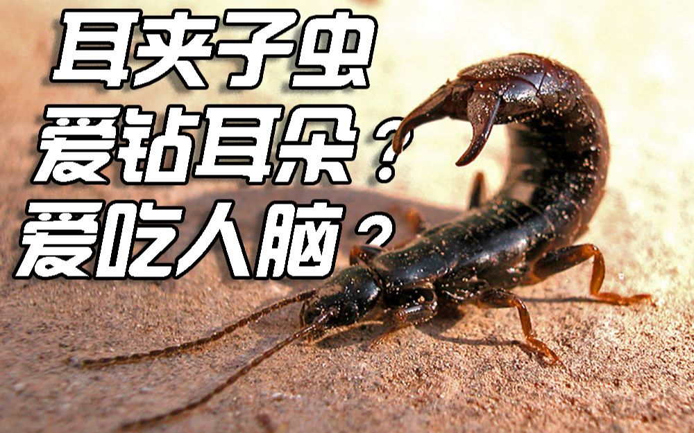 养了几只蠼螋挺好玩的就是要有脑子才行