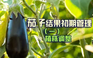 Descargar video: 茄子植株如何调整？看完你就明白了！| 中科易农