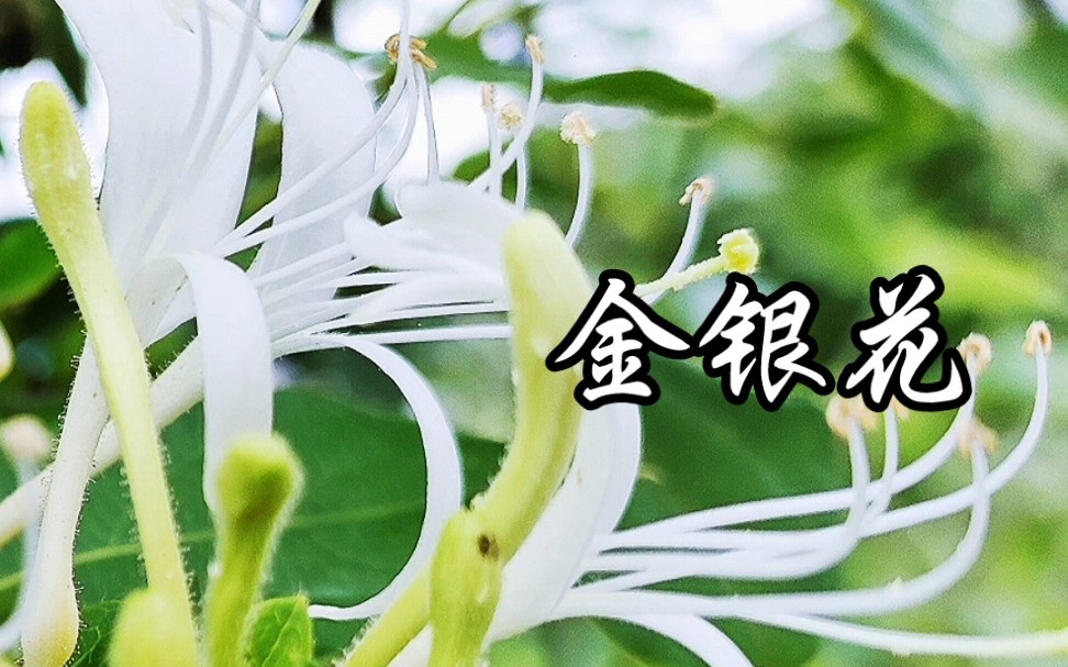 金银花的花语——全心全意把爱奉献给你