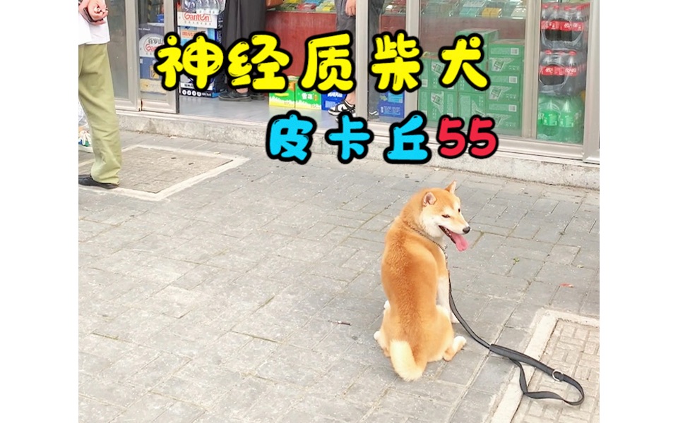 柴犬“皮卡丘”毕业交接,被校长夸奖了哔哩哔哩bilibili