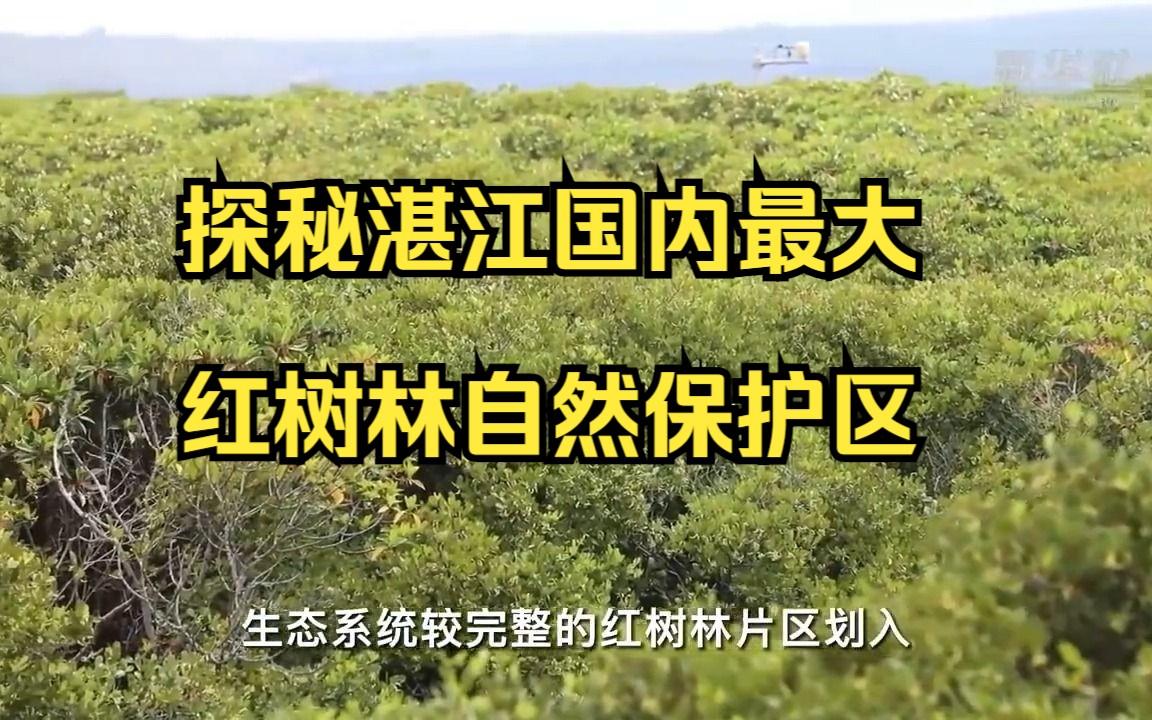 探秘湛江国内最大红树林自然保护区,目前湛江湿地红树林面积约占全国三分之一,是我国红树林分布广、面积大,种类最丰富的地区之一哔哩哔哩bilibili