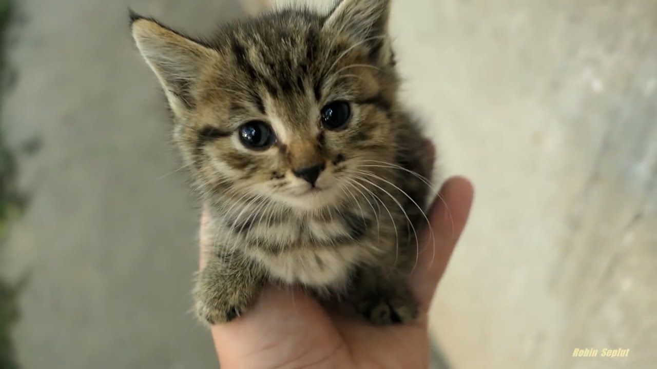 [图]Little street kitten best compilation 2024