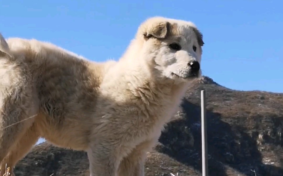 太行山的精靈 古老的北方田園犬