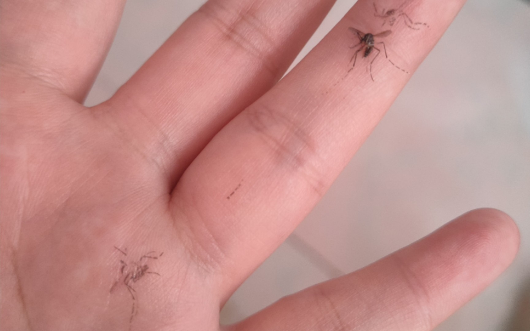 秋天的蚊子飞不快呀