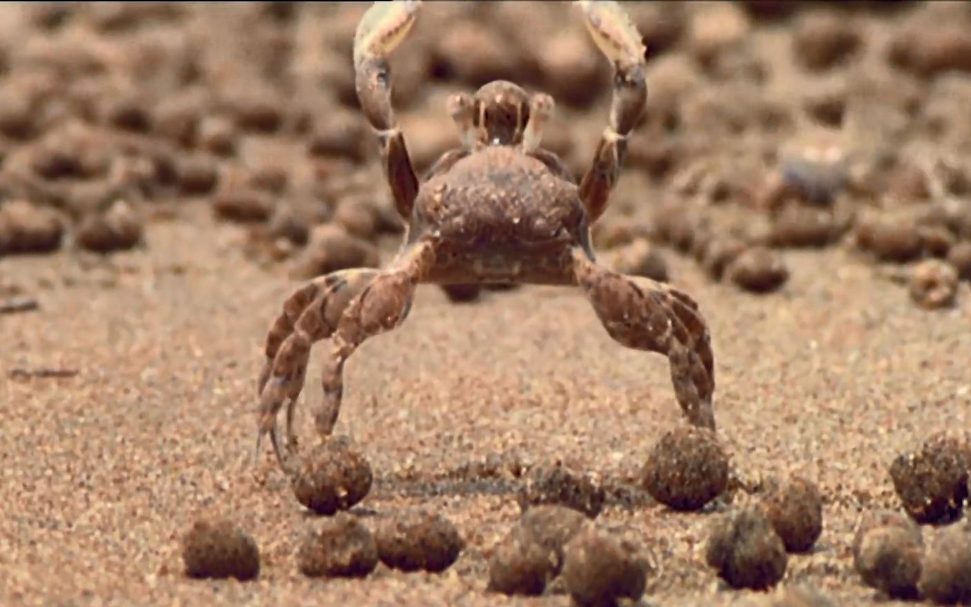 【精彩片段】圆球股窗蟹过滤沙子中的小生物!彷佛吹泡泡一般