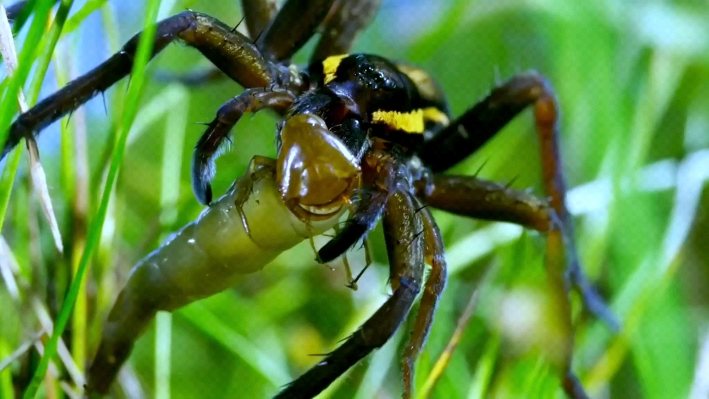 捕鱼蛛不仅捕鱼技巧高超,竟然还敢捕食凶猛的水蜈蚣
