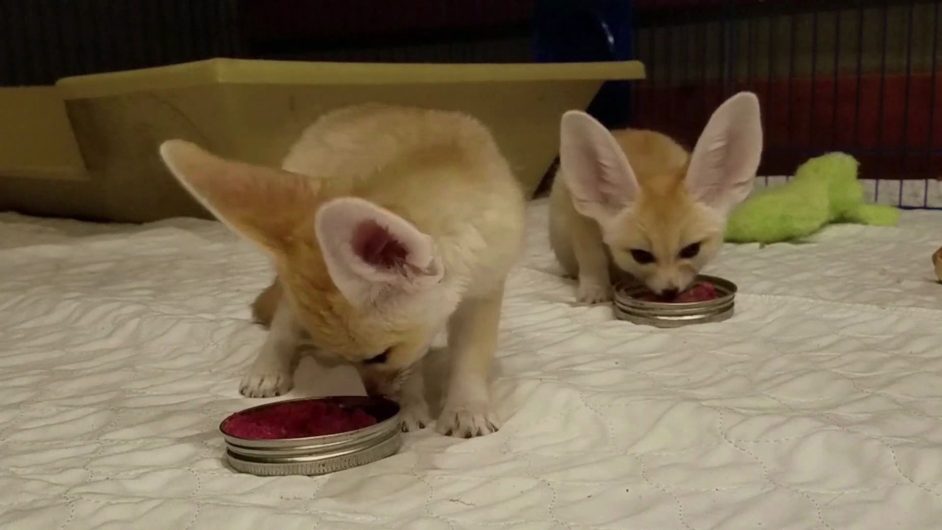 小狐狸芬尼斯吃饭的时候好像生气了!