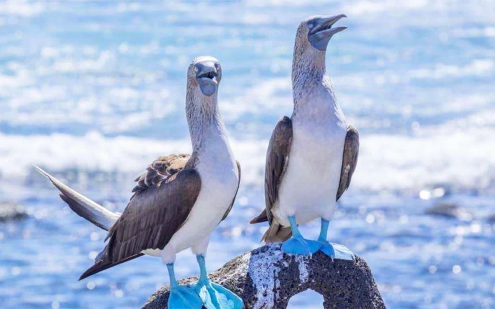 藍腳鰹鳥最愛炫耀腳丫子,談戀愛越