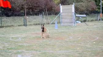 Скачать видео: 138-法国防御犬三级( RING3)马犬考核视频2