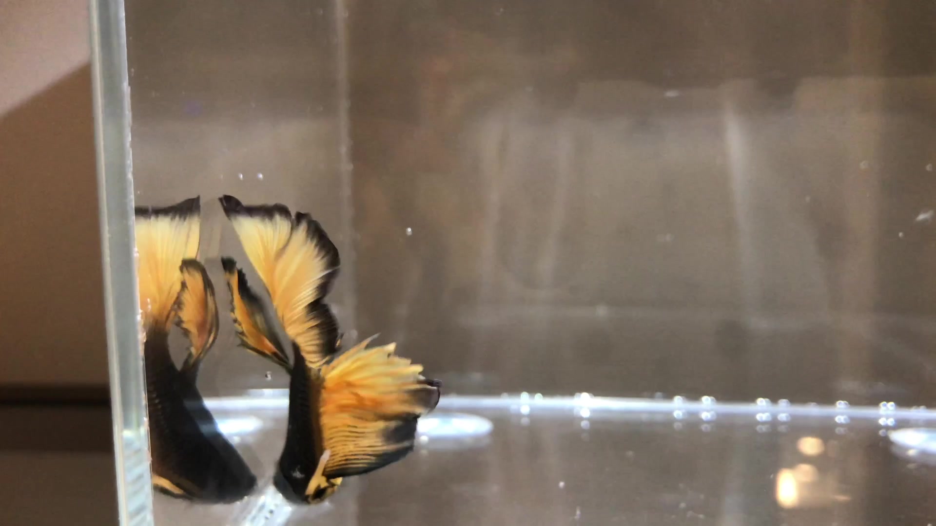 泰斗半月斗鱼芥子黑色共赏