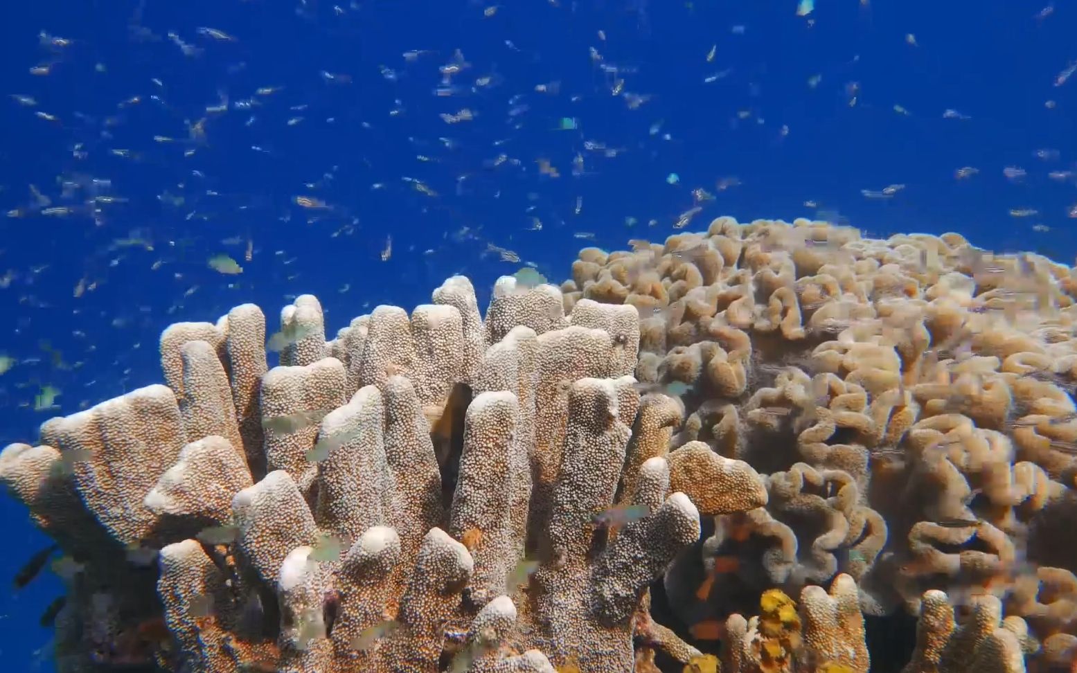 e728唯美夢幻海洋生物海洋動物海豚魚類珊瑚海洋館水族館藍色科技3d