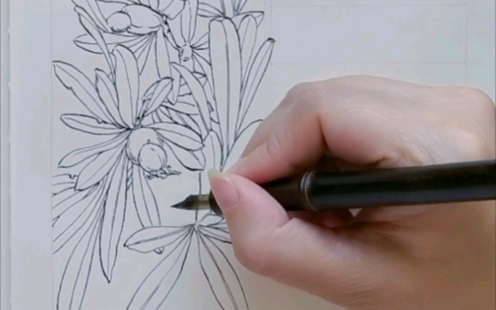 日常蘸水笔花卉速写 罗汉松果_哔哩哔哩_bilibili