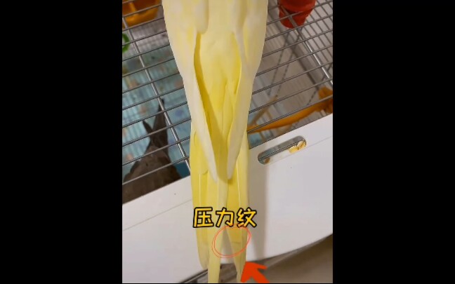 鹦鹉的压力纹