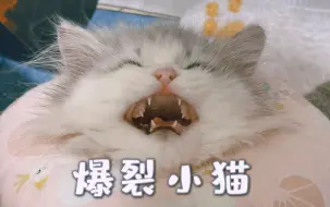 Download Video: 【CAT48不丢】丢丢，咬他们 | 爆裂小猫和她的妈妈们