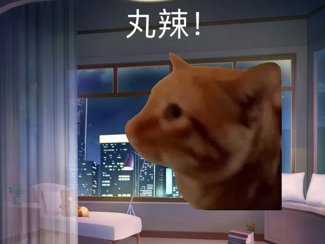 我放假都在干嘛?猫meme