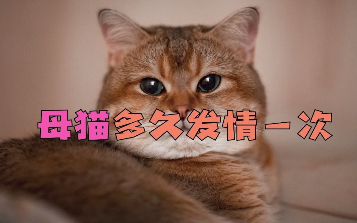 母猫多久发情一次哔哩哔哩bilibili