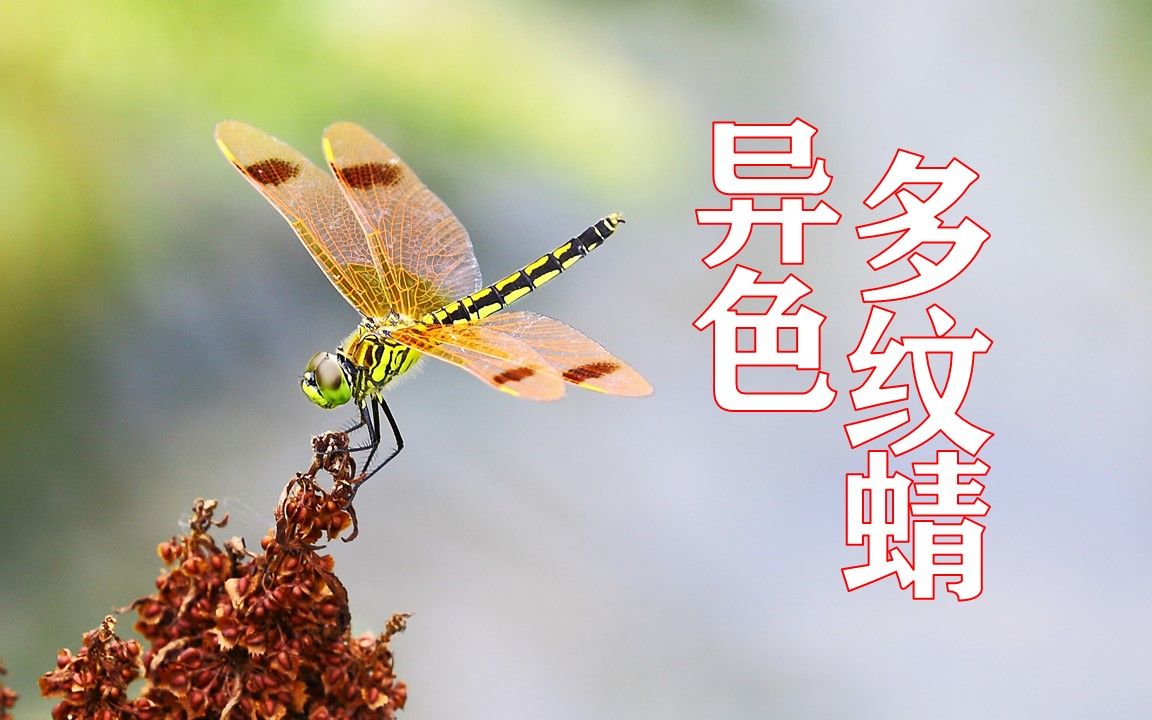 069【异色多纹蜻·雌】2020の回忆【北京蜻蜓目】