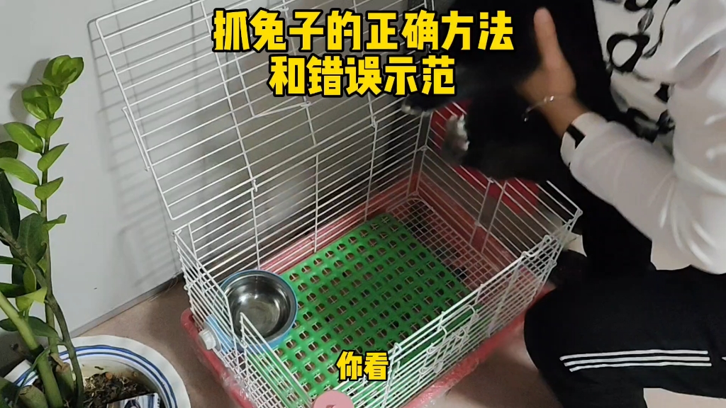 抓兔子的正确方法和错误示范