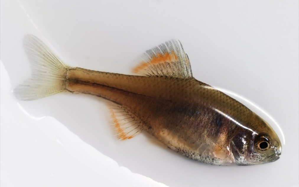 双红火山鳑鲏长到了一点点