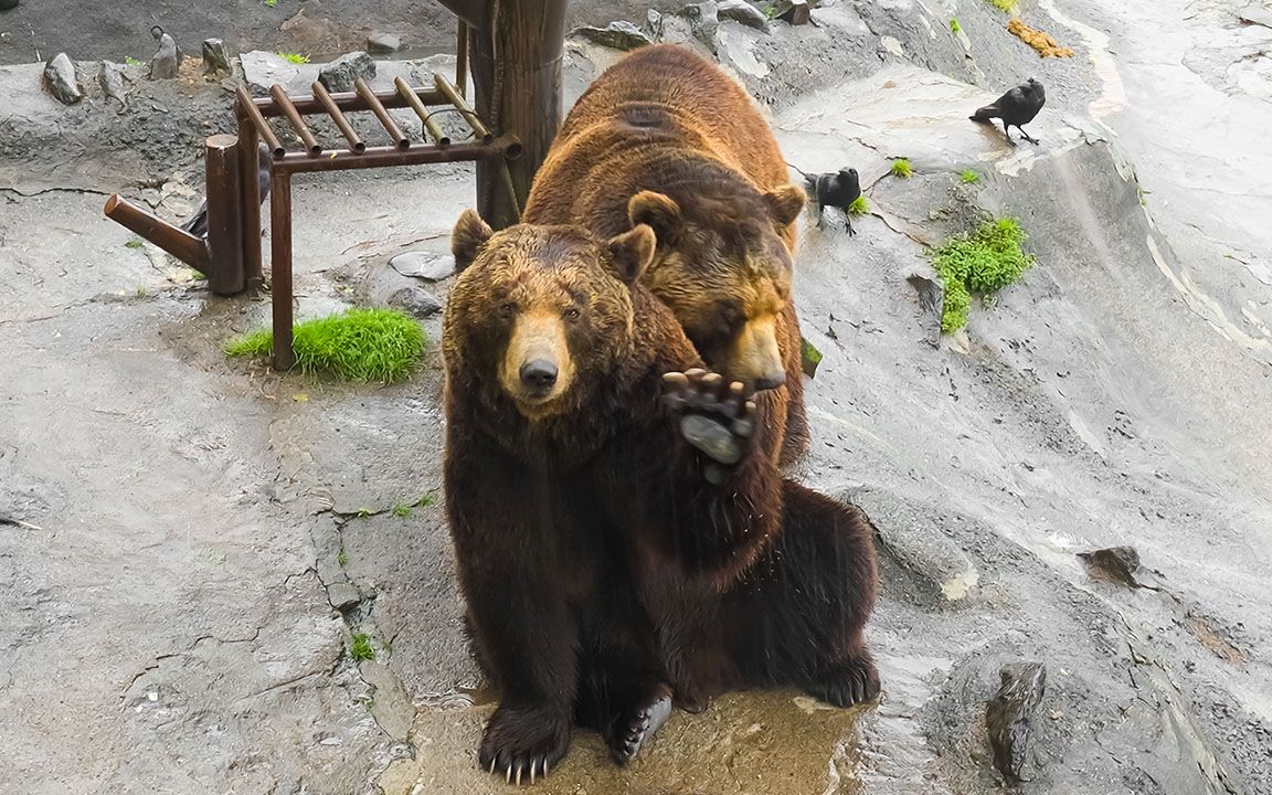 最大480kg!去北海道钓大棕熊93 | 登别熊牧场 | asmr