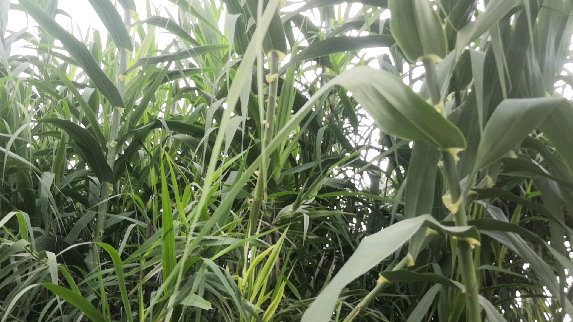 千金苇茎汤中的"苇茎"原生植物"芦苇",长在水中为"苇",岸边为"芦",和