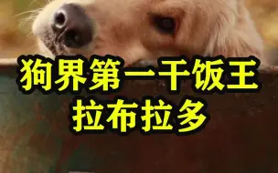 Download Video: 狗界第一干饭王拉布拉多