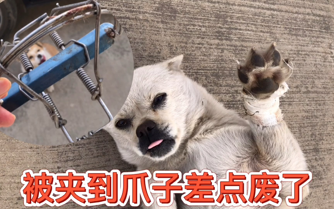 流浪狗被偷狗夹子夹到差点腿折,腿肿得像萝卜,吃消炎药时很听话_哔哩