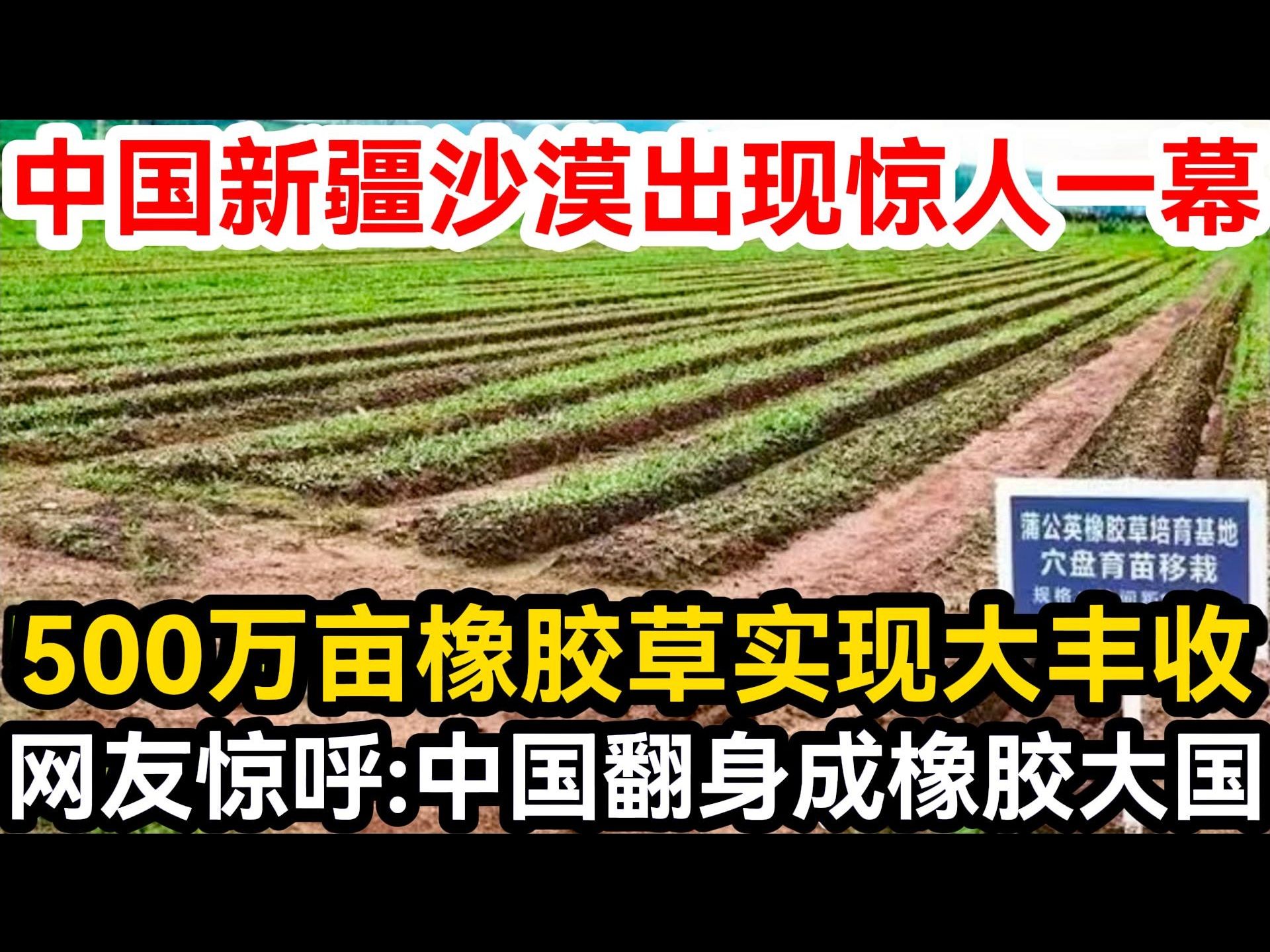 中国新疆沙漠出现惊人一幕,500万亩橡胶草实现大丰收,网友惊呼:中国翻身成橡胶大国!哔哩哔哩bilibili