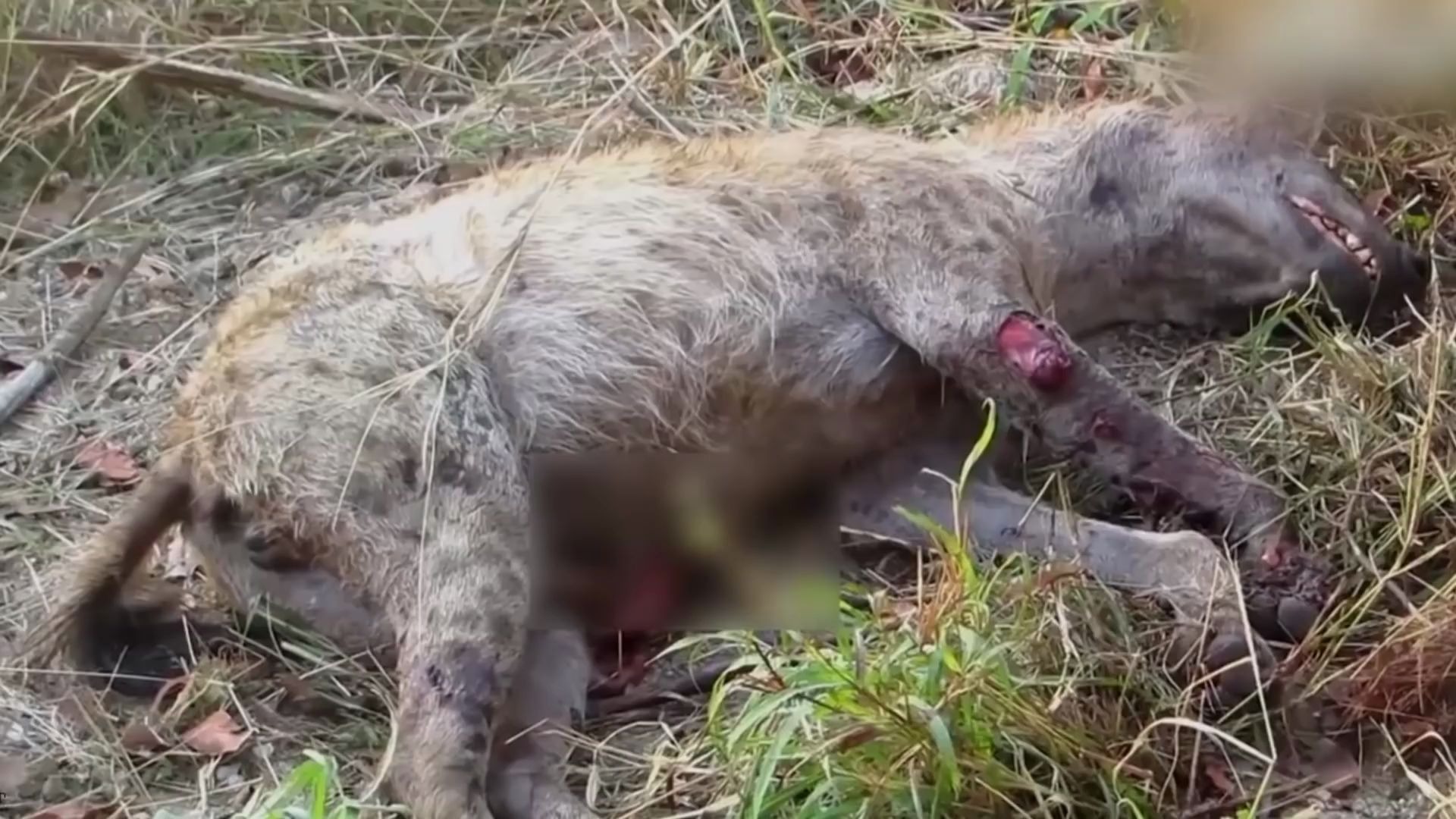 野狗团队合作掏肛鬣狗!