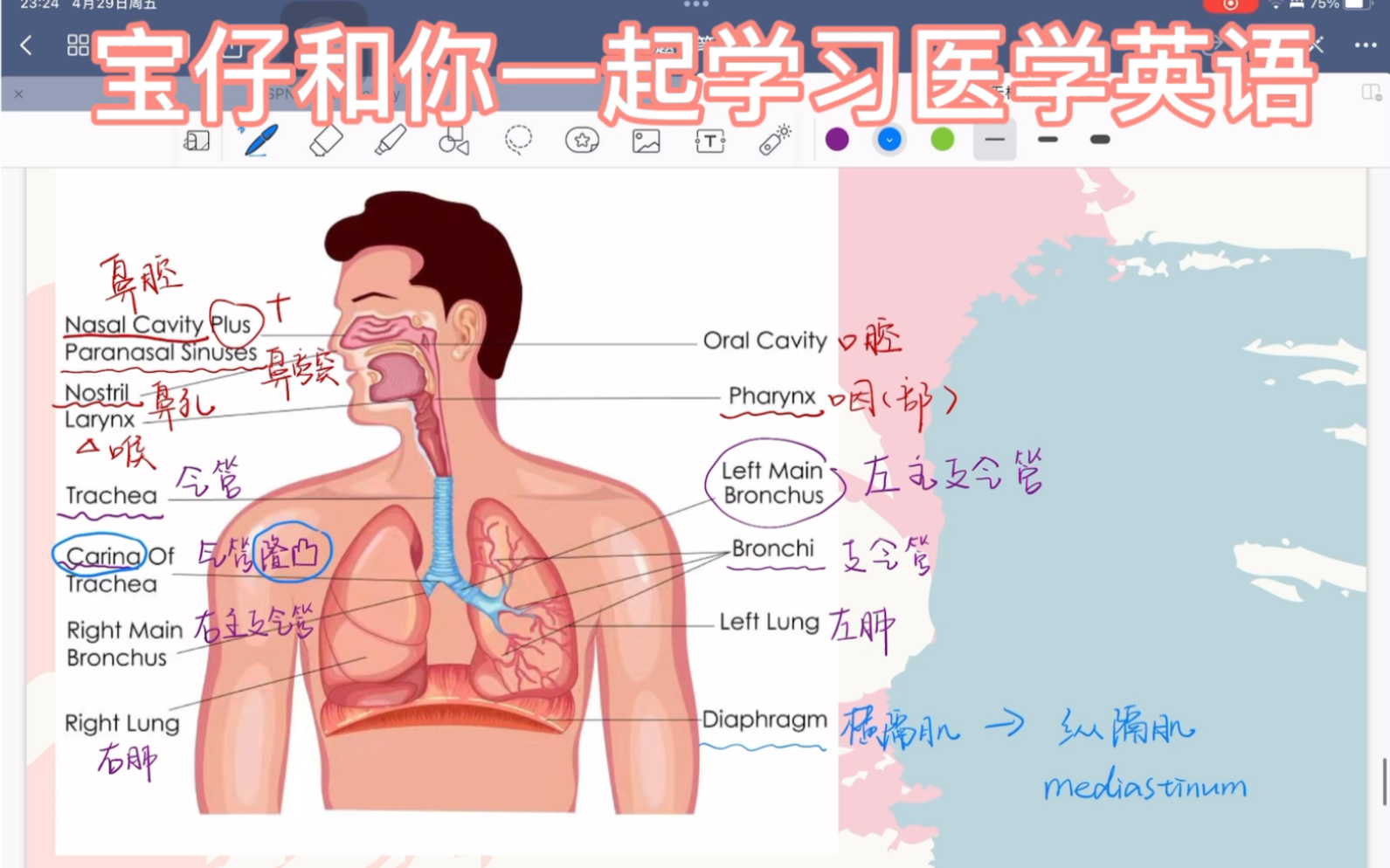 宝仔和你一起学医学英语 MT ISPN 国际护士证 116 呼吸系统 Respiratory system哔哩哔哩bilibili