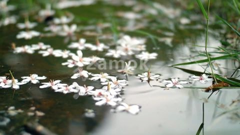 溪水落花,凋落的花瓣花朵,视频素材,视频素材下载,凌晨两点素材网哔哩哔哩bilibili