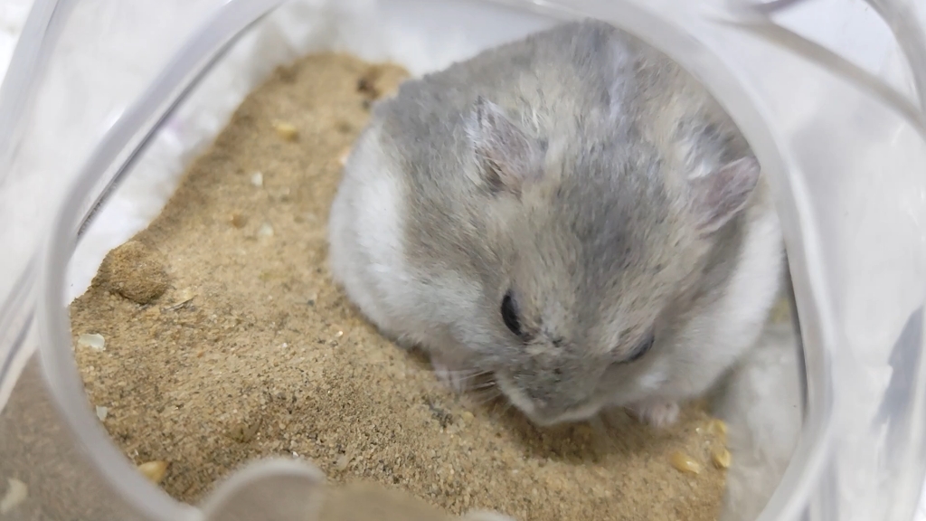 芝麻团子抖抖抖