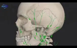 3D动画演示：淋巴系统