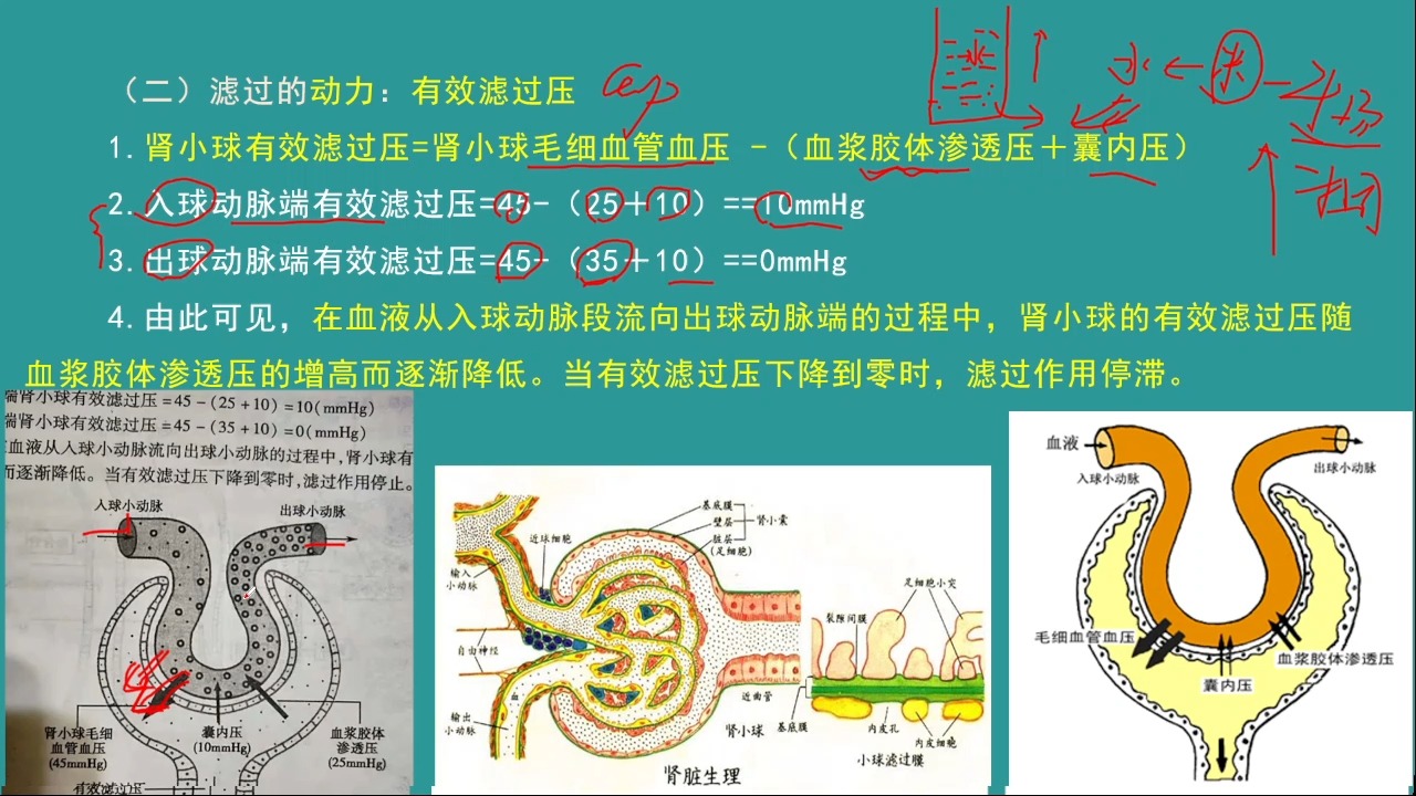 生理学—肾小球滤过的动力:有效滤过压