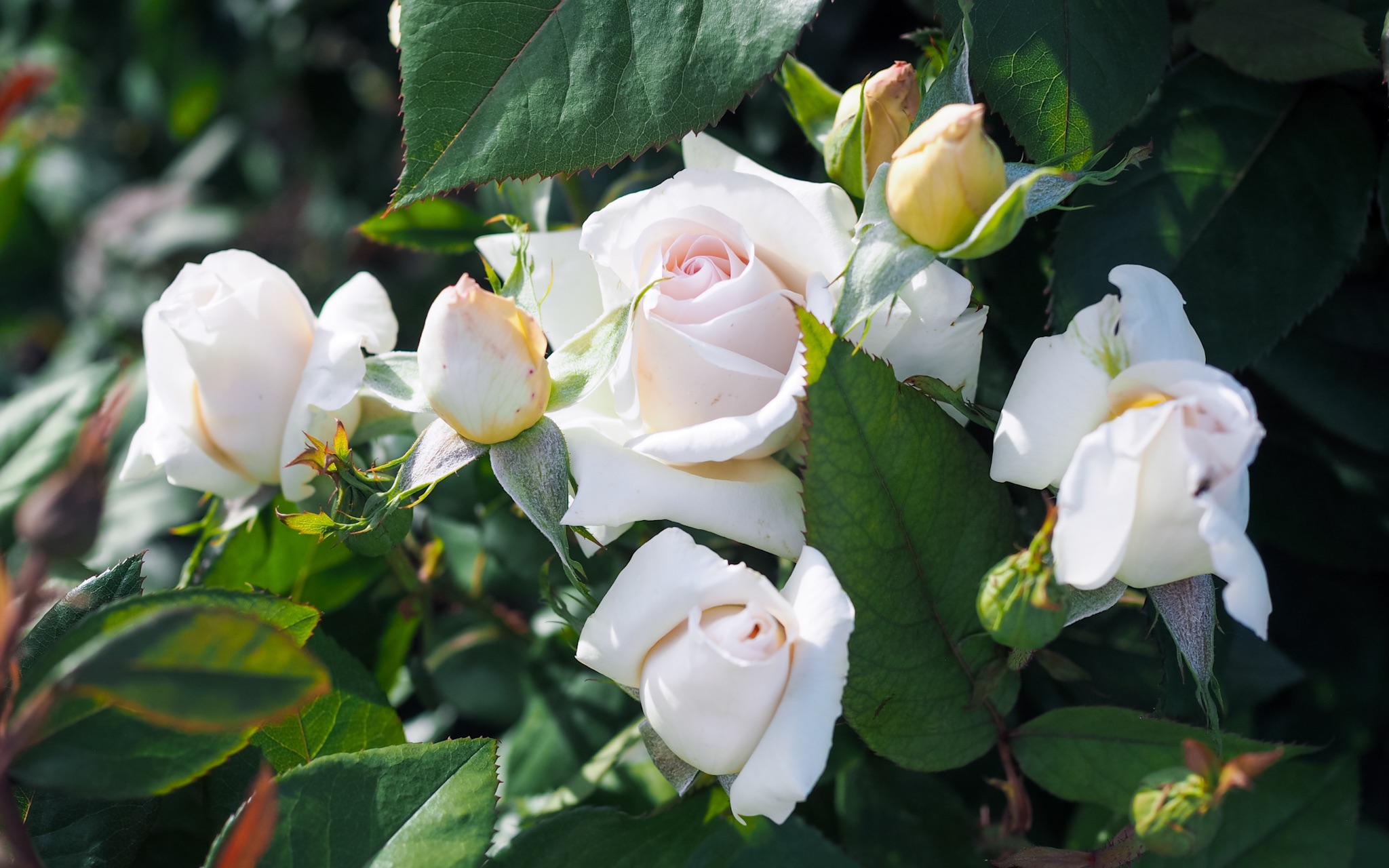 杂交茶月季的新纪元 - 香槟美酒 & 甜蜜喜悦 & 花园宝藏 & 茴香酒夫人