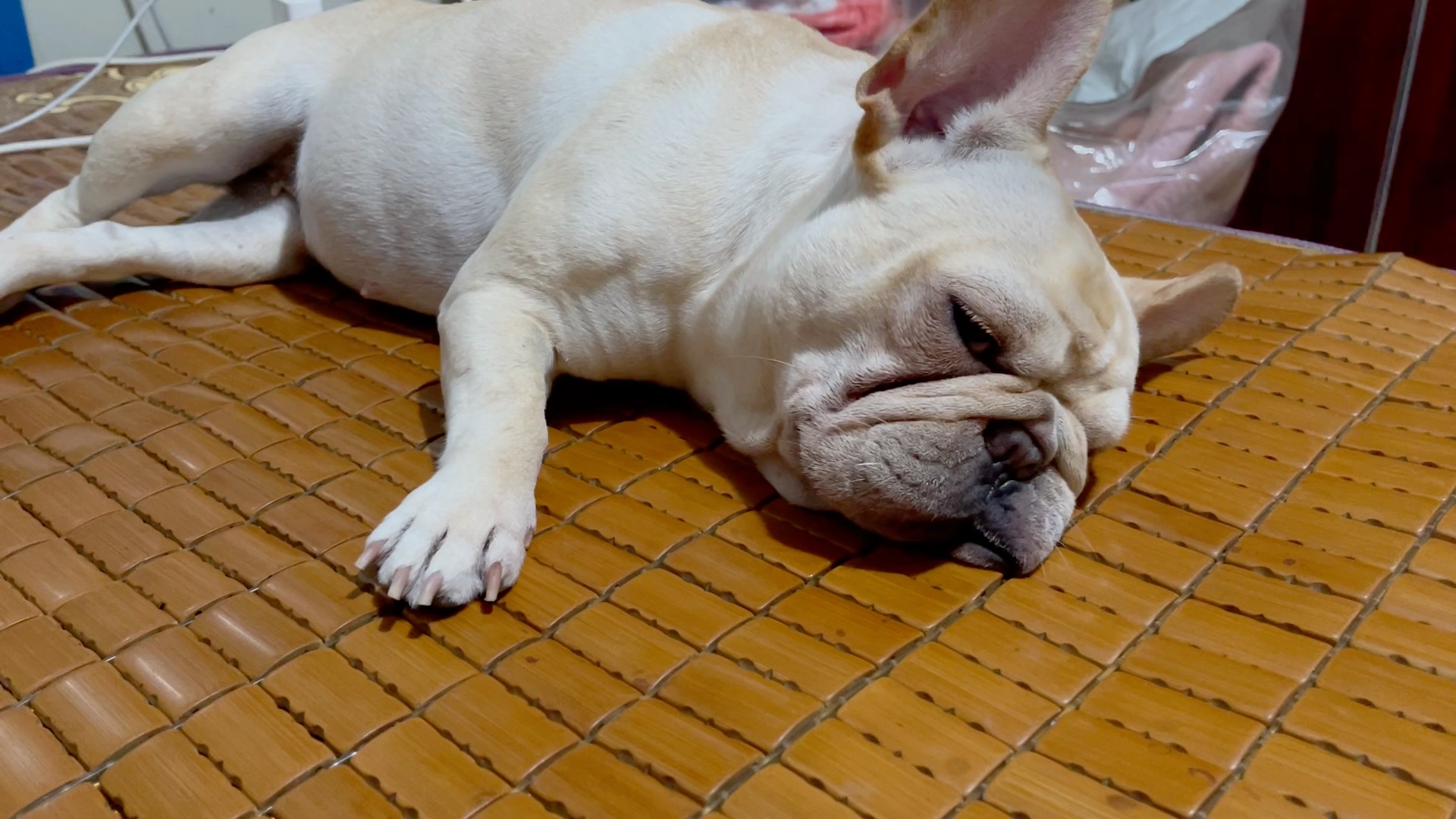 【法斗】泪痕很重的狗子