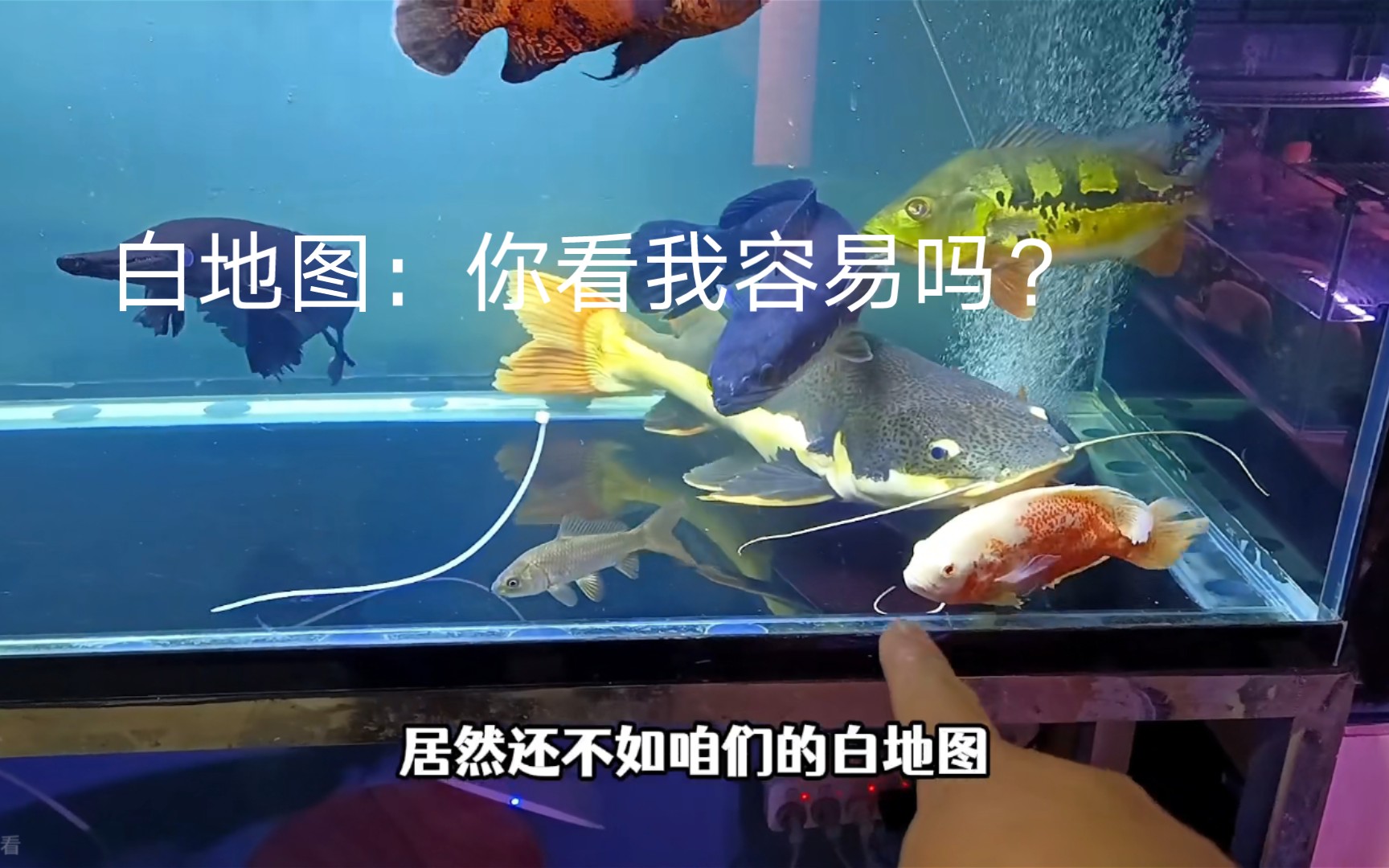 吐槽養魚的大潘13.0_嗶哩嗶哩_bilibili