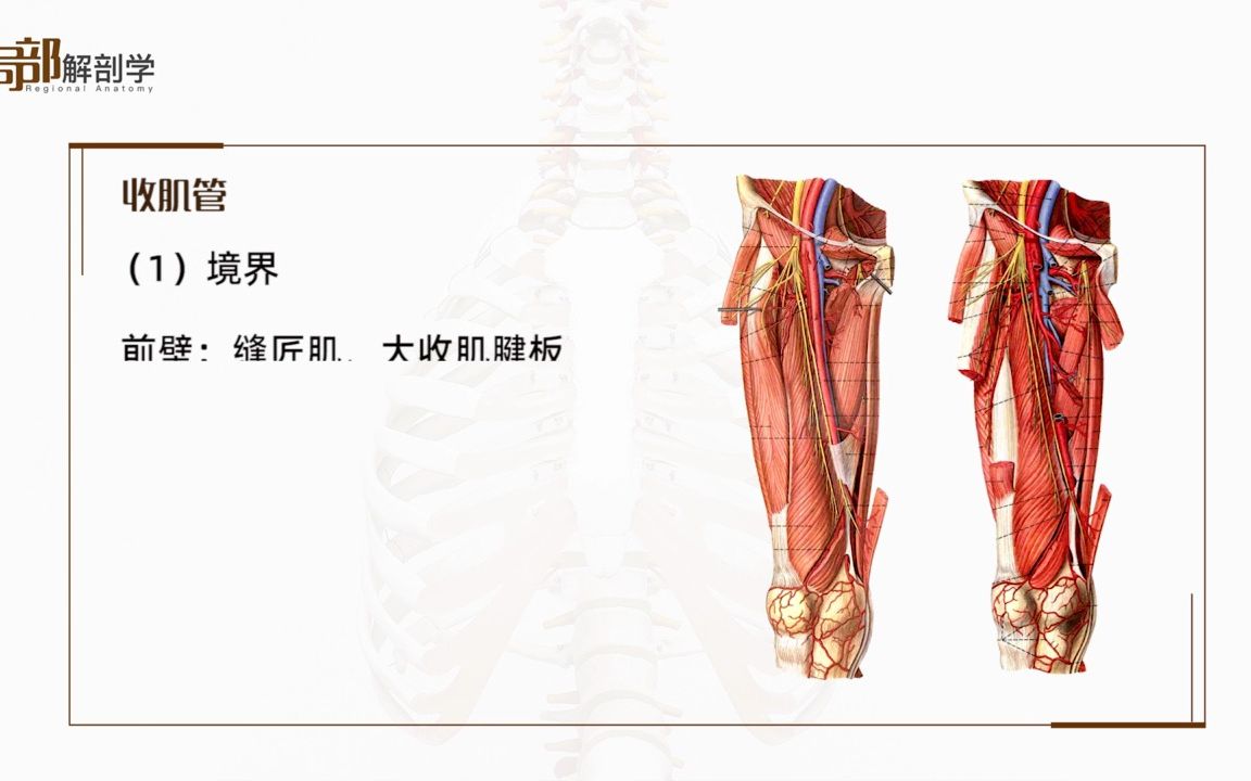 收肌管解剖图图片