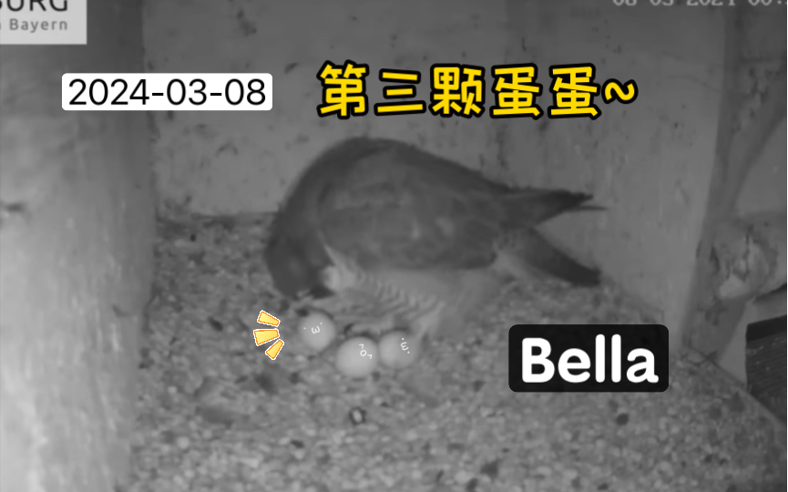 【德国游隼】bella第三颗蛋蛋平安落地～辛苦啦!