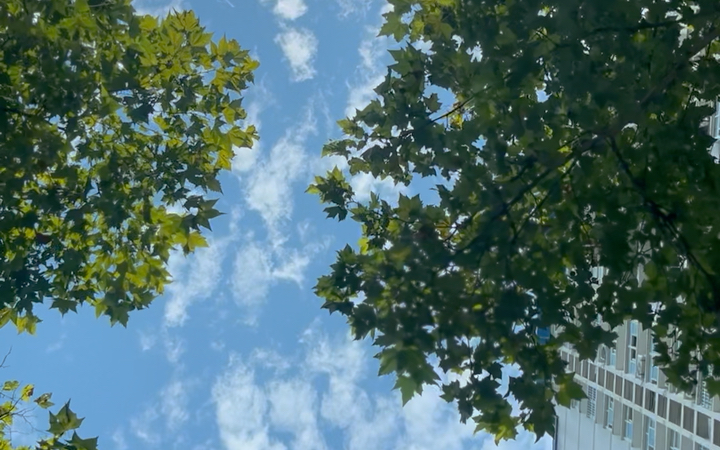 夏日.阳光.树荫.