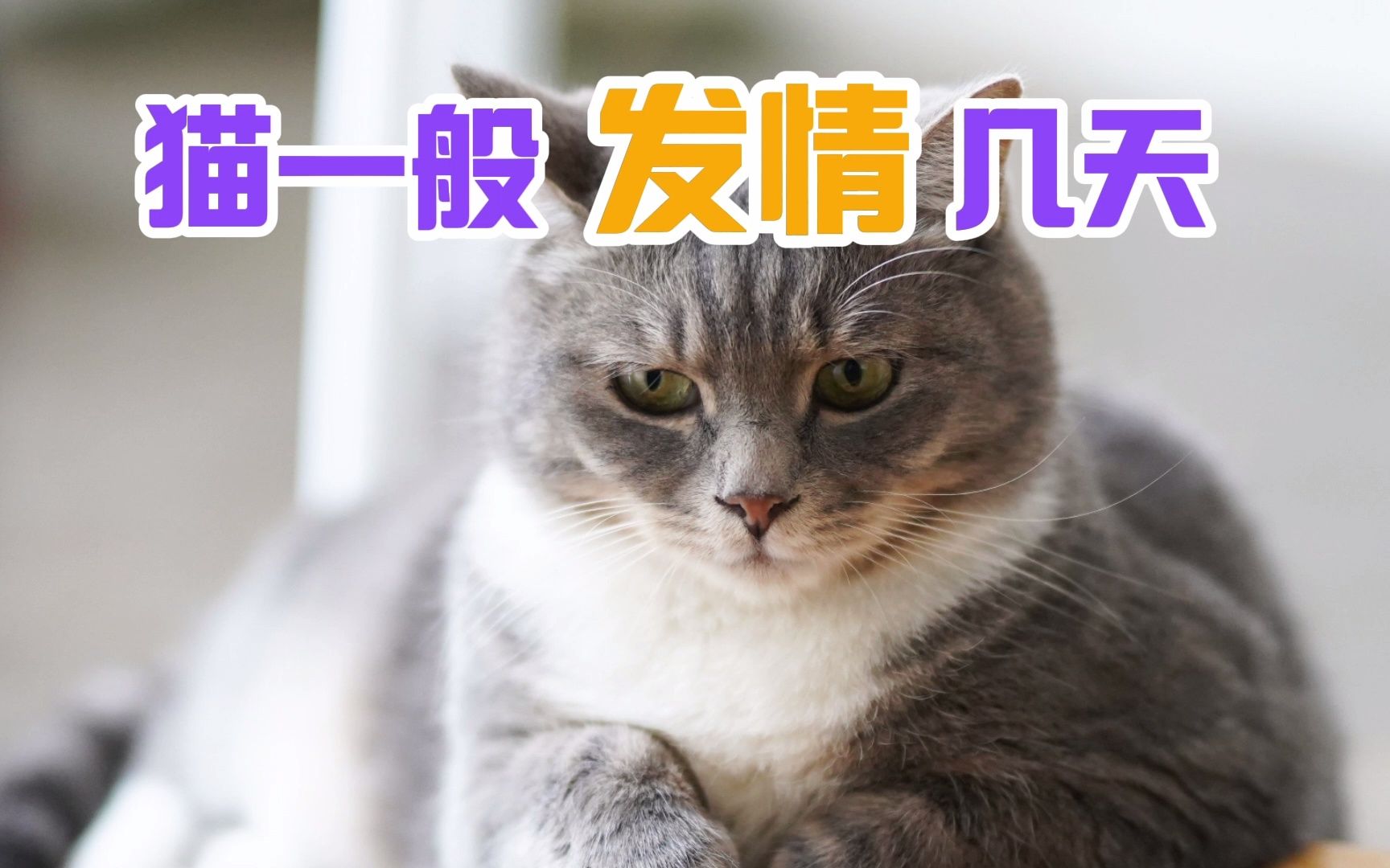 猫一般发情几天哔哩哔哩bilibili