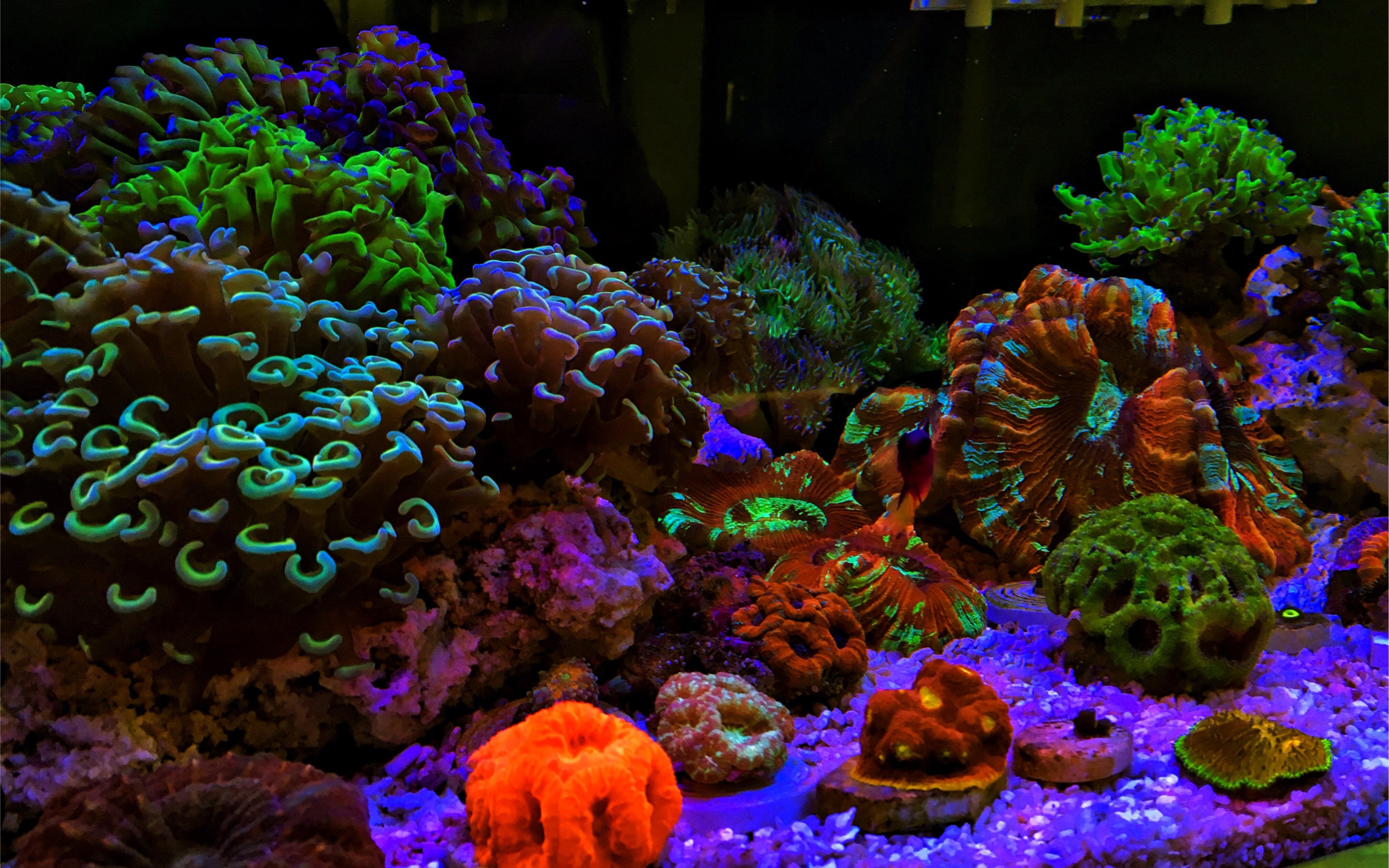 【海缸】up主最后一个海缸?究竟什么样一起来围观吧