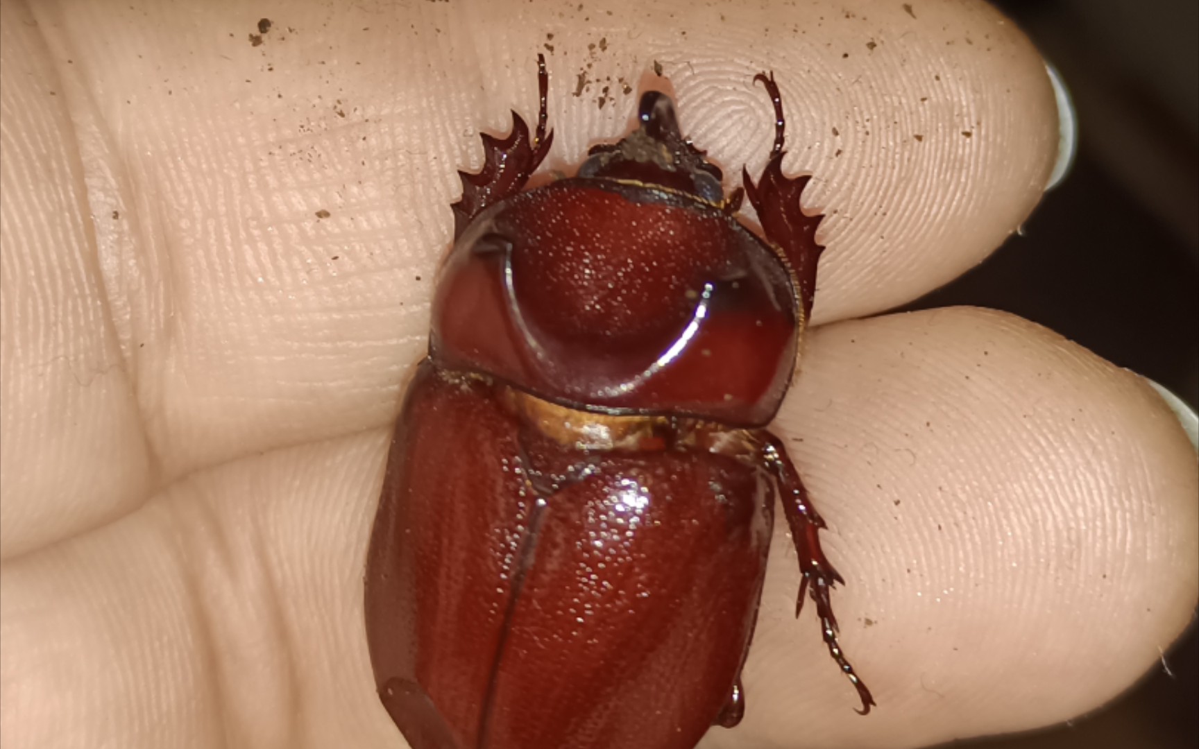 挖虫!六个月就羽化的肥凹犀金龟